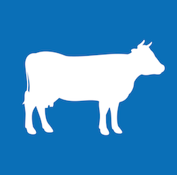 PIP in der Rinderhaltung Icon